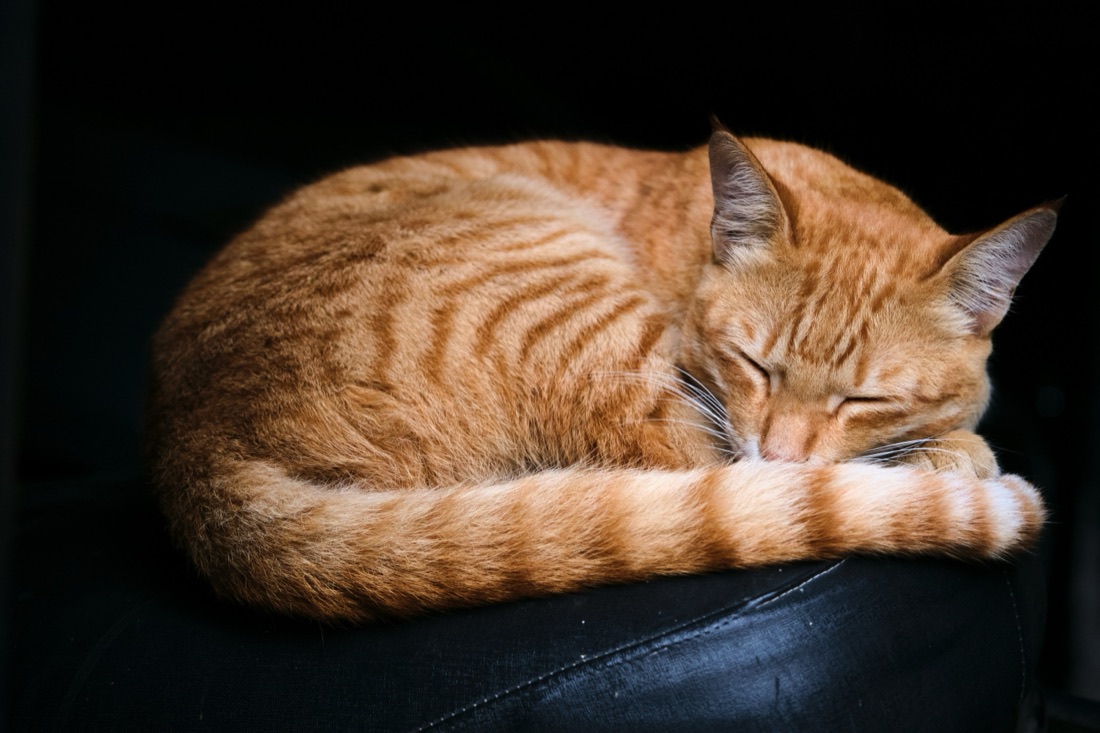 A ginger cat fast asleep